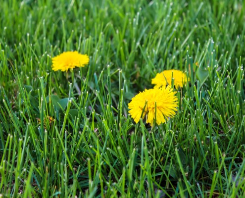 Lawn Weed Treatment