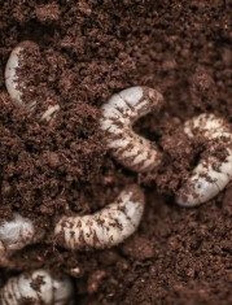 Lawn Pest Control Lawn Pest Control
