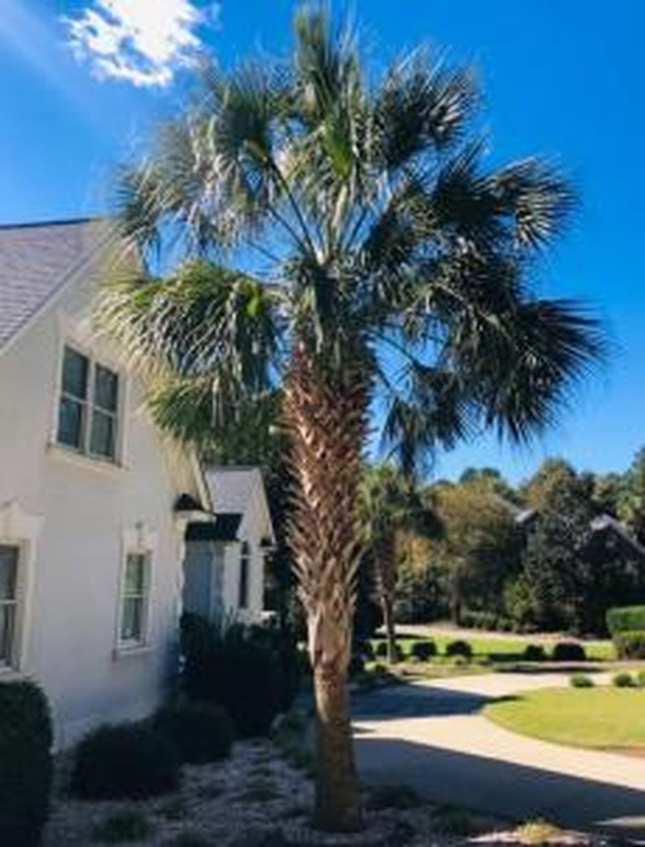 Palm Tree Care Palm Tree Care