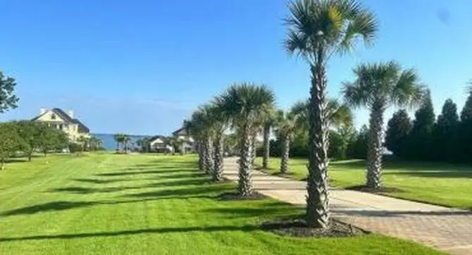 palm tree care services for South Carolina properties