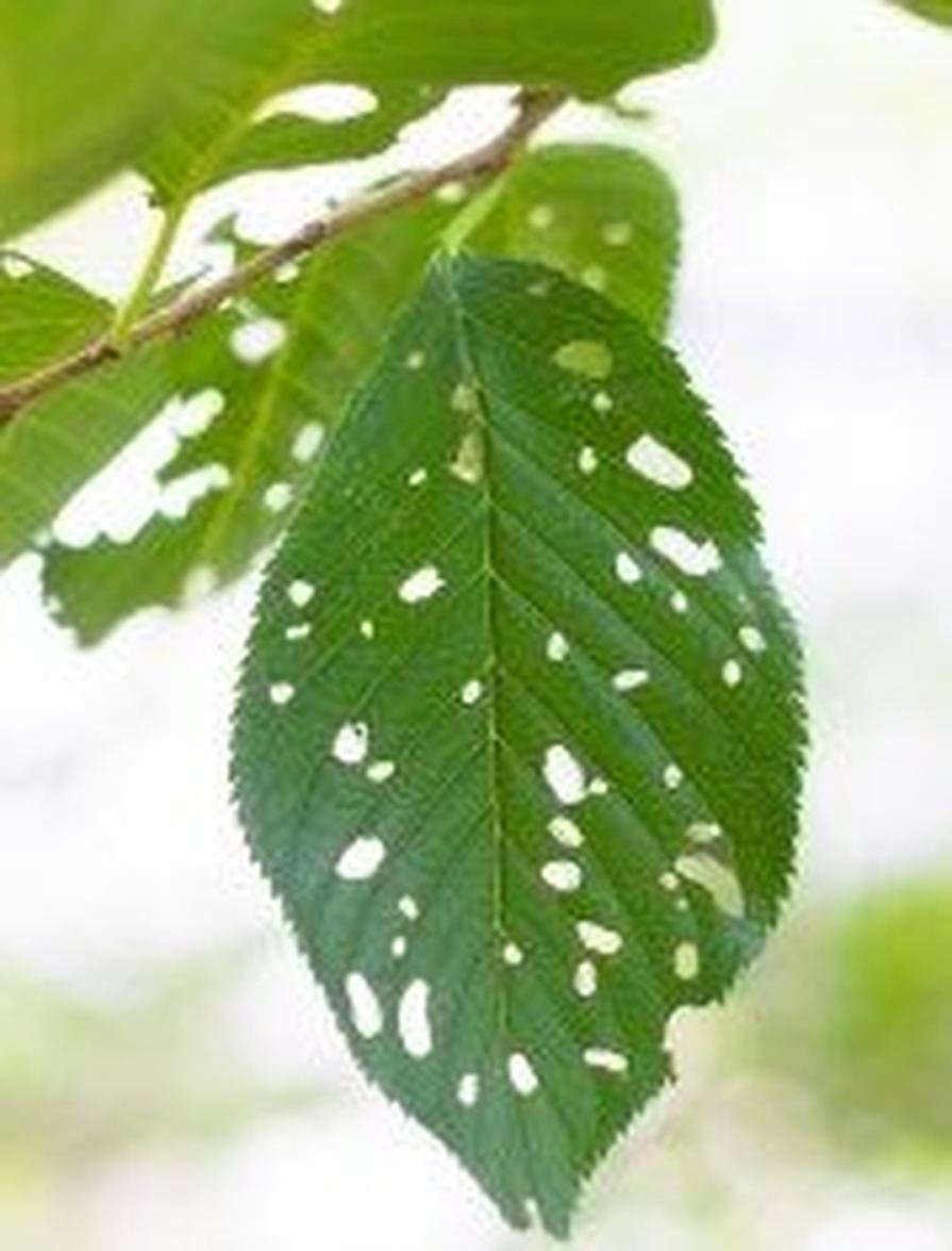Shrub Fertilization and Insect Control Shrub Fertilization and Insect Control