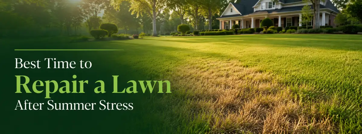 The Best Time to Repair a Lawn After Summer Stress