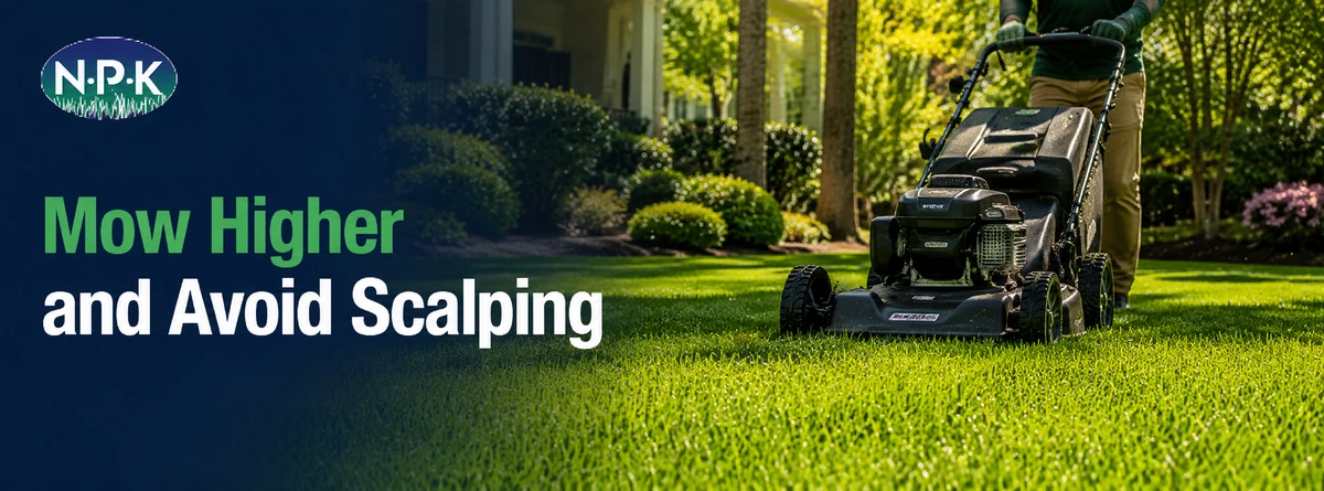 Healthy South Carolina lawn being maintained during summer heat