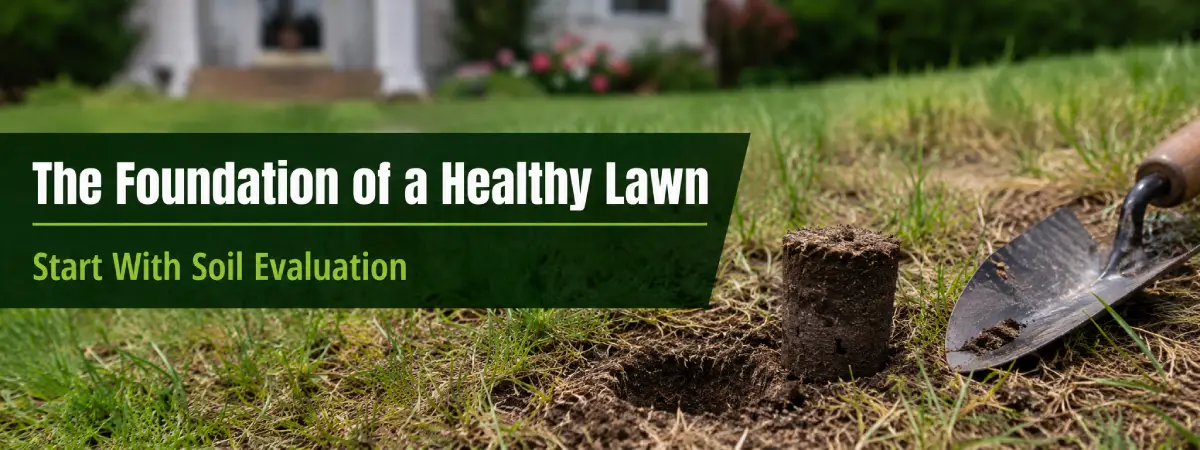 lawn soil inspection for a neglected South Carolina yard